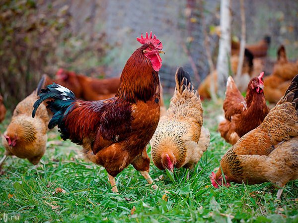 Породы куриц | ЗооТом - продажа, вязка и услуги для животных в Лосино-Петровском