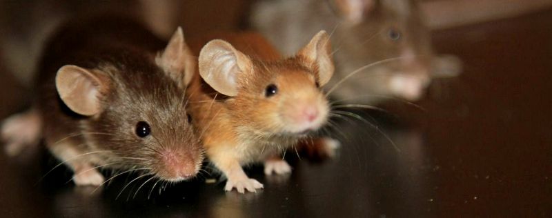 Все о мышах в Лосино-Петровском | ЗооТом - продажа, вязка и услуги для животных в Лосино-Петровском