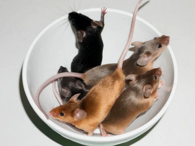 Содержание мышей и уход за ними в Лосино-Петровском | ЗооТом - продажа, вязка и услуги для животных в Лосино-Петровском