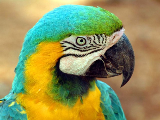 Все о попугаях в Лосино-Петровском | ЗооТом портал о животных