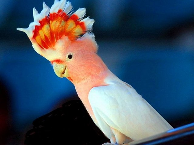 Породы попугаев | ЗооТом - продажа, вязка и услуги для животных в Лосино-Петровском
