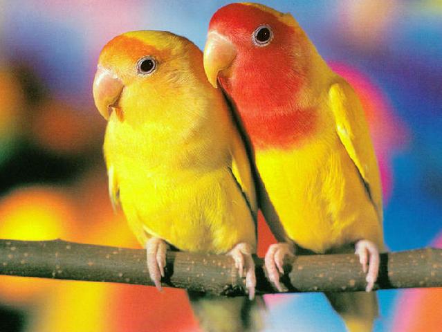 Породы попугаев | ЗооТом - продажа, вязка и услуги для животных в Лосино-Петровском