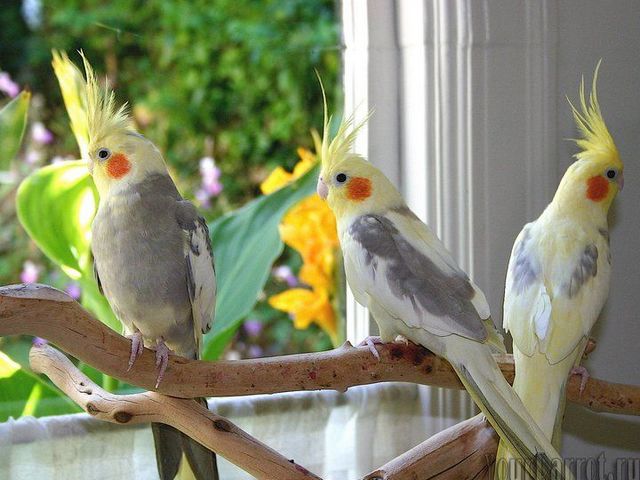 Содержание попугаев и уход за ними | ЗооТом - продажа, вязка и услуги для животных в Лосино-Петровском