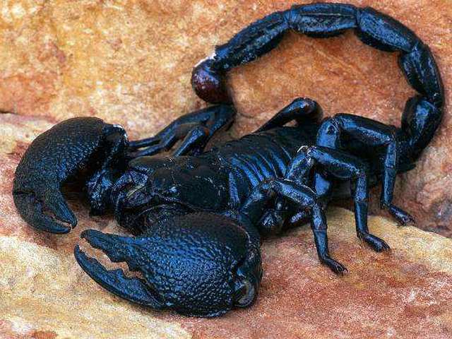 Все о скорпионах в Лосино-Петровском | ЗооТом портал о животных