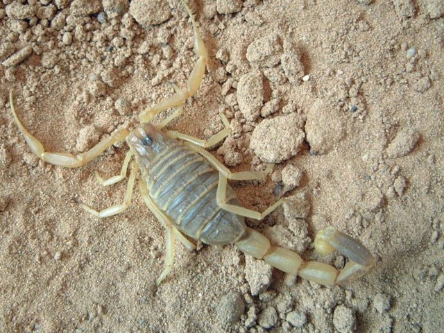 Содержание скорпионов и уход за ними в Лосино-Петровском | ЗооТом портал о животных