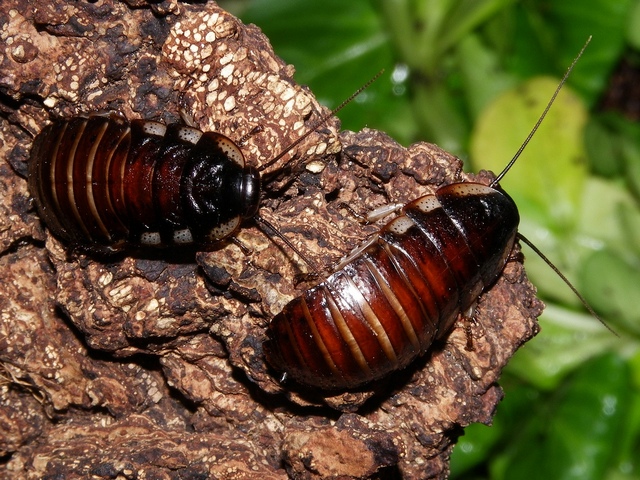 Породы тараканов в Лосино-Петровском | ЗооТом портал о животных
