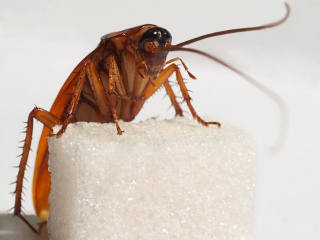 Все о тараканах в Лосино-Петровском | ЗооТом портал о животных