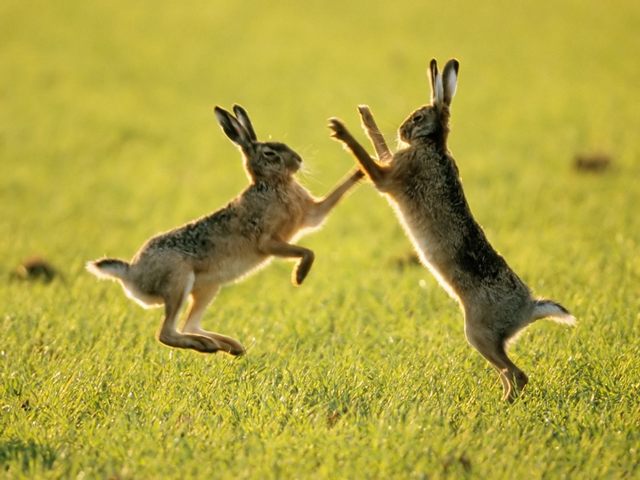 Породы зайцев | ЗооТом - продажа, вязка и услуги для животных в Лосино-Петровском