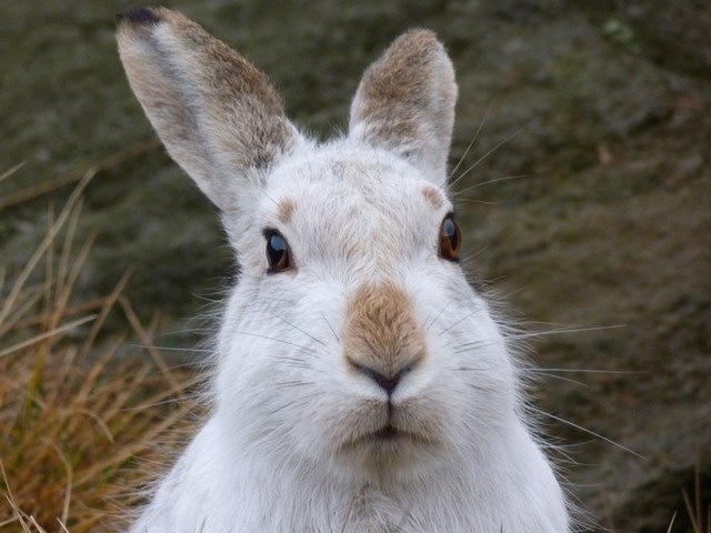 Содержание зайцев и уход за ними | ЗооТом - продажа, вязка и услуги для животных в Лосино-Петровском
