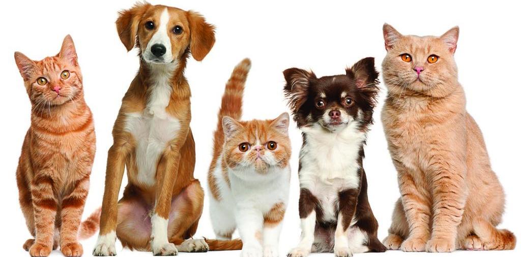 Доска объявлений о животных | ЗооТом - продажа, вязка и услуги для животных в Лосино-Петровском