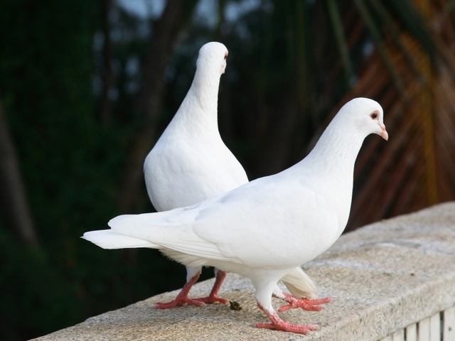 Все о голубях | ЗооТом - продажа, вязка и услуги для животных в Лосино-Петровском