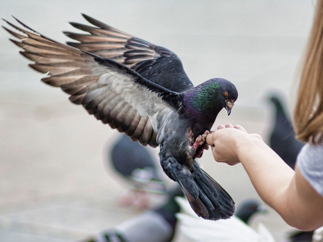 Все о голубях | ЗооТом - продажа, вязка и услуги для животных в Лосино-Петровском
