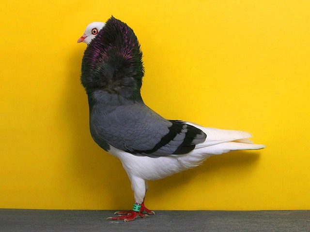 Породы голубей | ЗооТом - продажа, вязка и услуги для животных в Лосино-Петровском