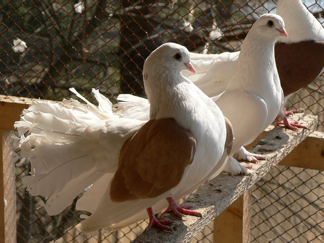 Содержание голубей и уход за ними в Лосино-Петровском