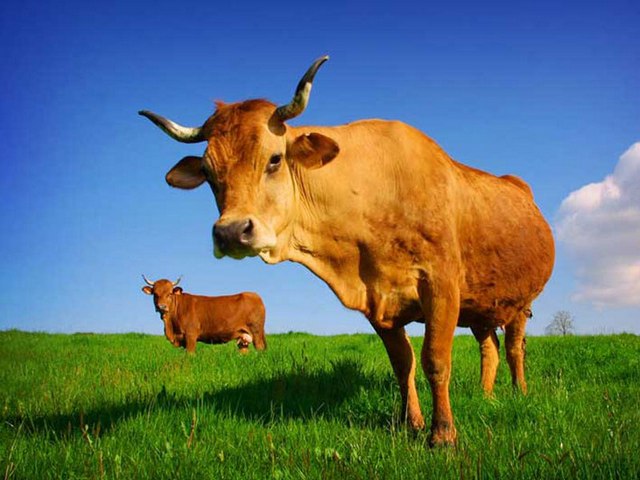 Все о коровах в Лосино-Петровском | ЗооТом портал о животных