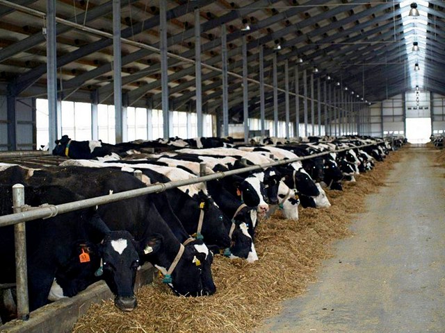 Содержание коров и уход за ними в Лосино-Петровском | ЗооТом портал о животных