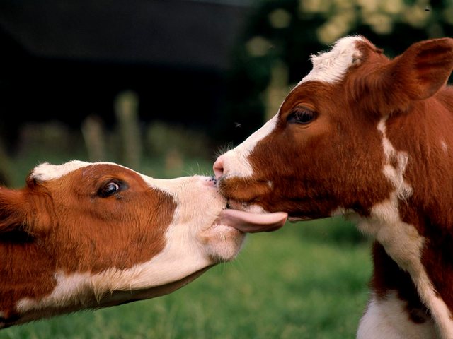 Статьи о коровах в Лосино-Петровском | ЗооТом портал о животных