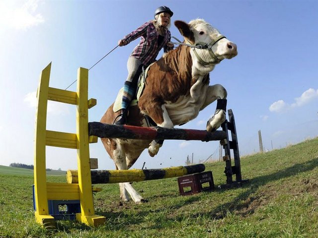 Статьи о коровах в Лосино-Петровском | ЗооТом портал о животных