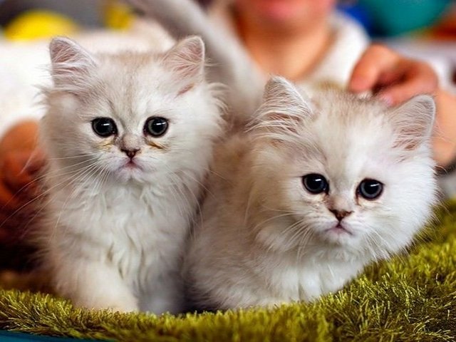 Породы кошек в Лосино-Петровском | ЗооТом портал о животных