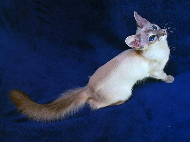 Выведенные породы кошек в Лосино-Петровском | ЗооТом портал о животных