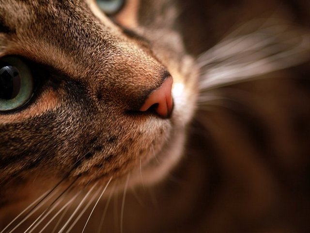 Статьи о кошках в Лосино-Петровском | ЗооТом портал о животных