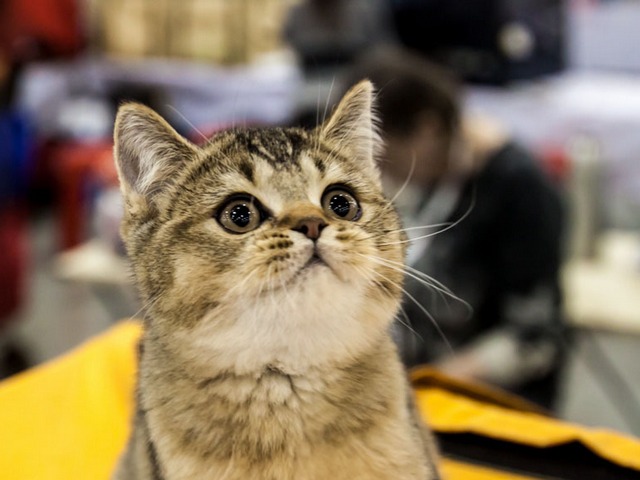 Выставки кошек в Лосино-Петровском | ЗооТом портал о животных