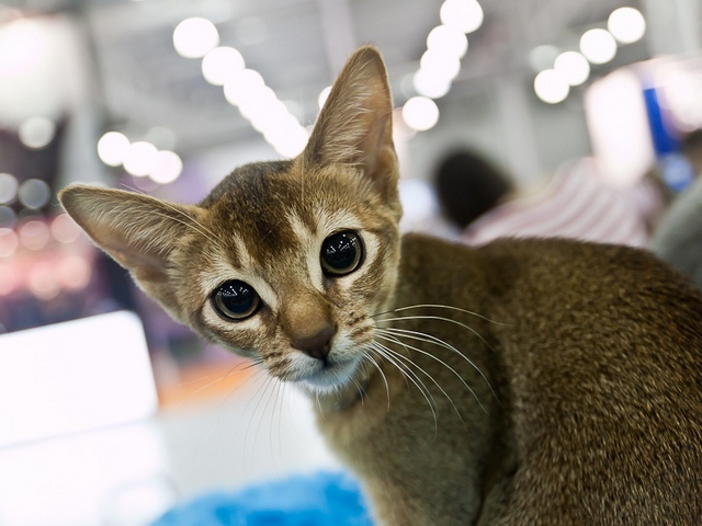 Выставки кошек в Лосино-Петровском | ЗооТом портал о животных