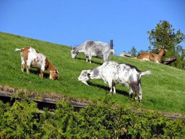 Все о козах в Лосино-Петровском | ЗооТом портал о животных
