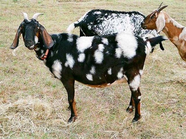 Породы коз в Лосино-Петровском | ЗооТом портал о животных