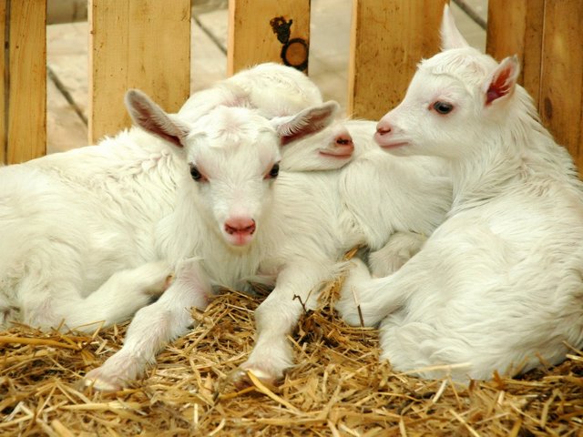 Содержание коз и уход за ними в Лосино-Петровском | ЗооТом портал о животных