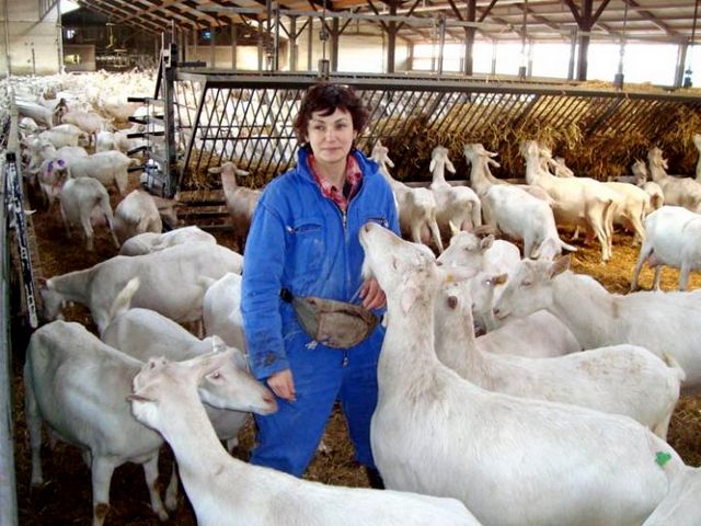 Содержание коз и уход за ними в Лосино-Петровском | ЗооТом портал о животных