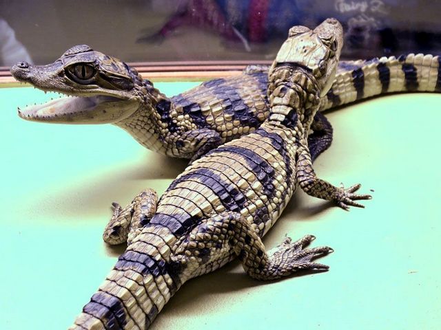 Все о крокодилах в Лосино-Петровском | ЗооТом портал о животных