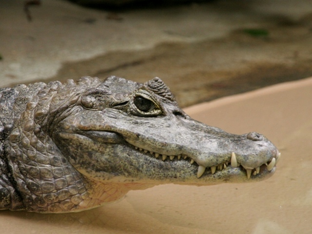 Все о крокодилах в Лосино-Петровском | ЗооТом портал о животных