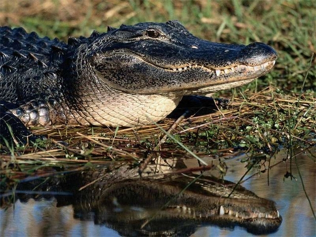 Породы крокодилов в Лосино-Петровском | ЗооТом портал о животных