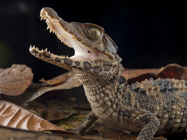 Содержание крокодилов и уход за ними в Лосино-Петровском | ЗооТом портал о животных