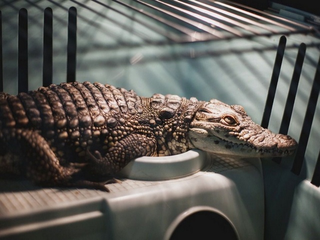 Содержание крокодилов и уход за ними в Лосино-Петровском | ЗооТом портал о животных