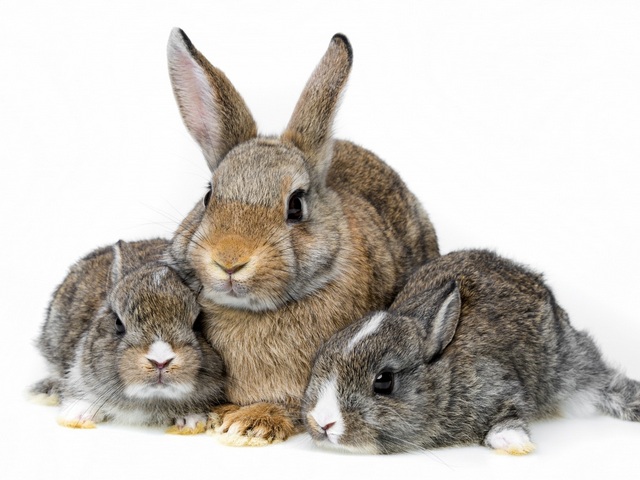 Все о кроликах в Лосино-Петровском | ЗооТом портал о животных
