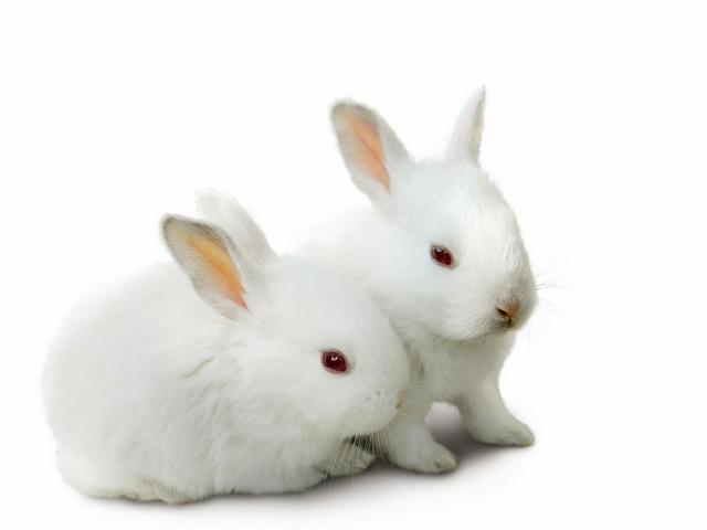 Все о кроликах в Лосино-Петровском | ЗооТом портал о животных