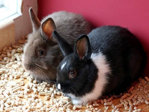Содержание кроликов и уход за ними в Лосино-Петровском | ЗооТом портал о животных