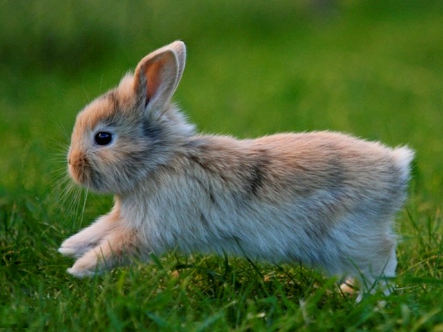 Статьи о кроликах в Лосино-Петровском | ЗооТом портал о животных