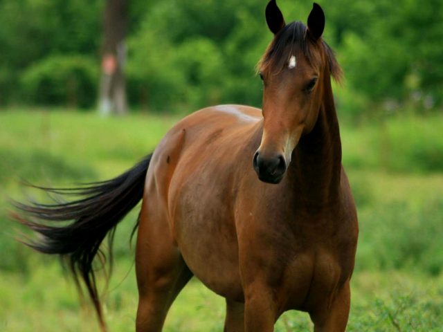 Содержание лошадей и уход за ними в Лосино-Петровском | ЗооТом портал о животных