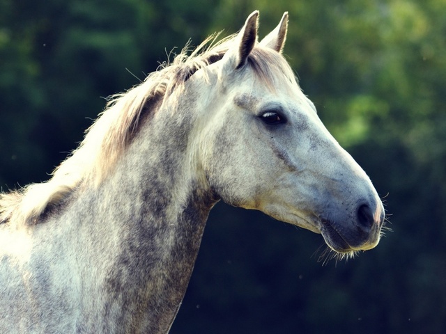 Уход за лошадьми в Лосино-Петровском | ЗооТом портал о животных