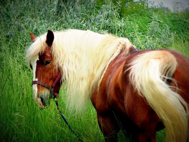 Породы лошадей в Лосино-Петровском | ЗооТом портал о животных