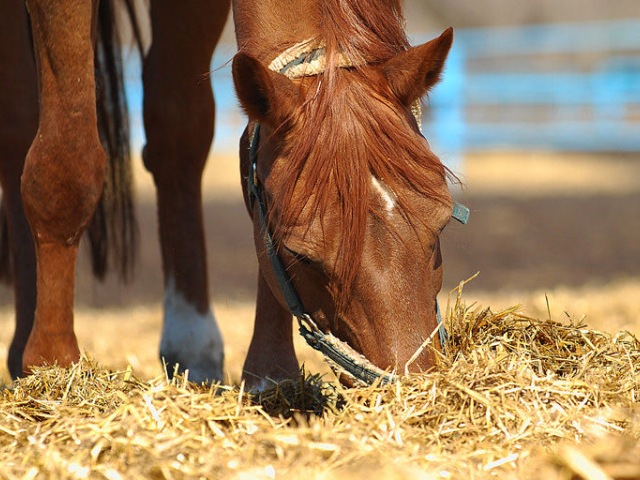 Содержание лошадей в Лосино-Петровском | ЗооТом портал о животных