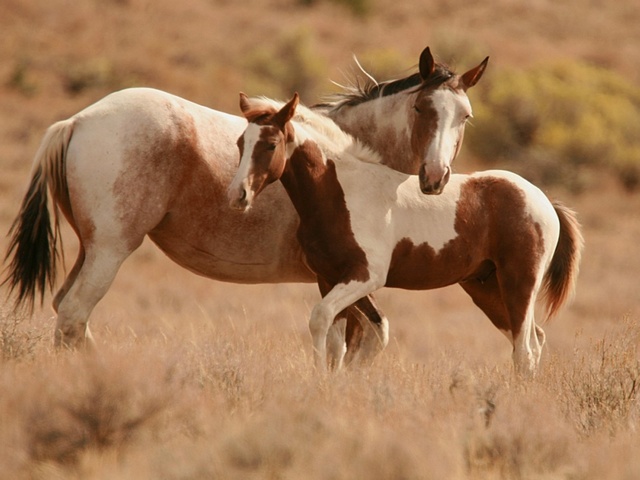 Интересные факты лошадях в Лосино-Петровском | ЗооТом портал о животных