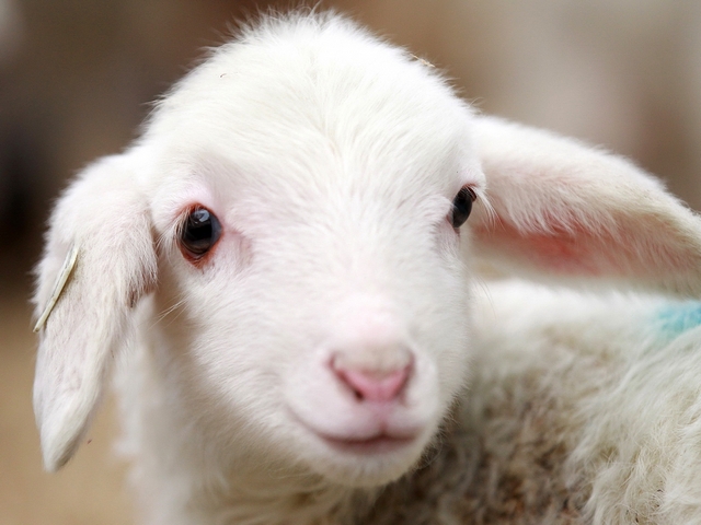 Овцы и бараны в Лосино-Петровском | ЗооТом портал о животных