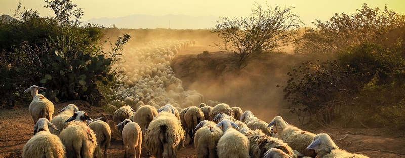 Все об овцах в Лосино-Петровском | ЗооТом портал о животных