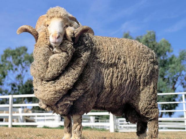 Породы овец в Лосино-Петровском | ЗооТом портал о животных