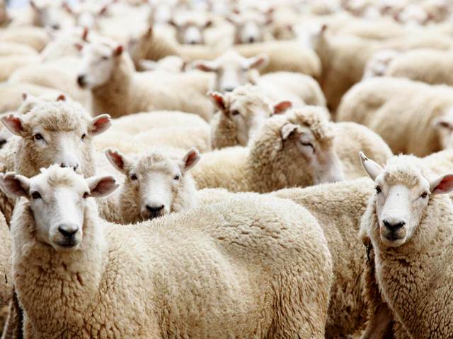 Породы овец в Лосино-Петровском | ЗооТом портал о животных