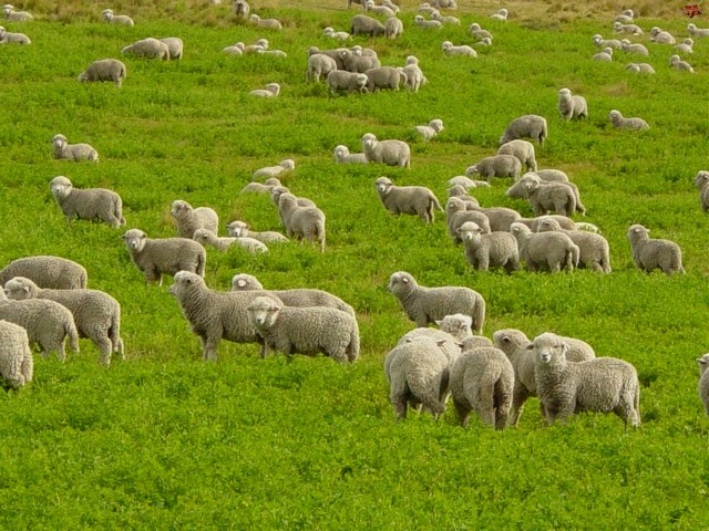Содержание овец и уход за ними в Лосино-Петровском | ЗооТом портал о животных